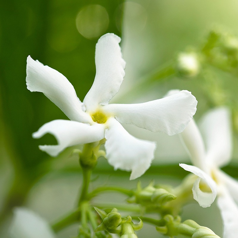 Star Jasmine