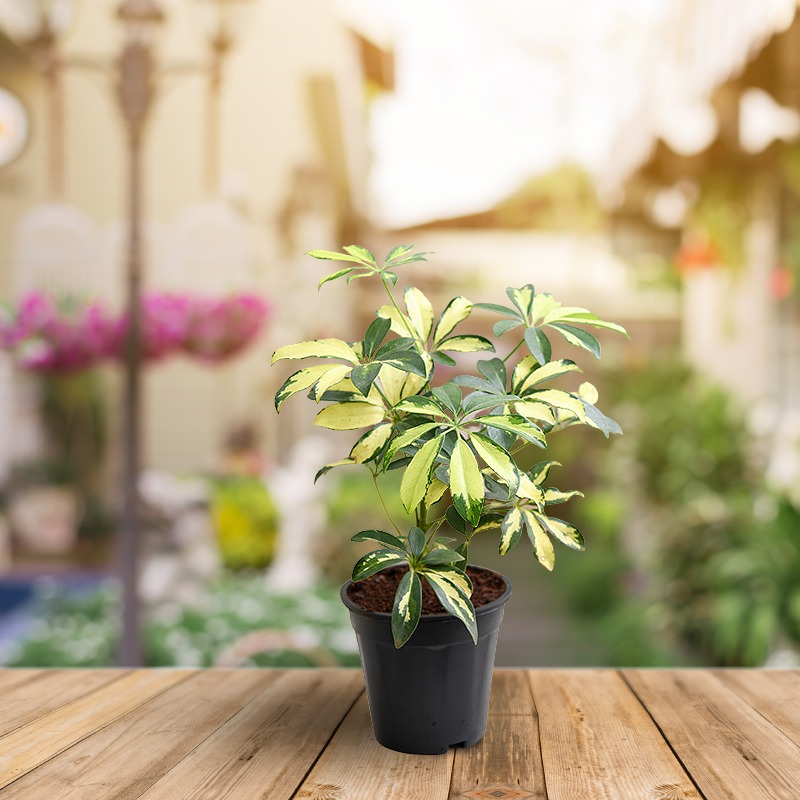 Schefflera Plant